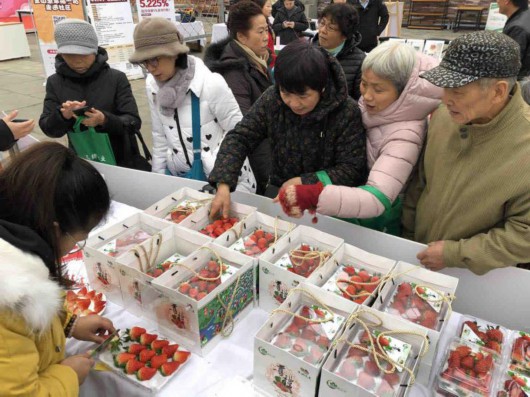 2019金山草莓节今开幕 草莓采摘地图发布[墙根网]