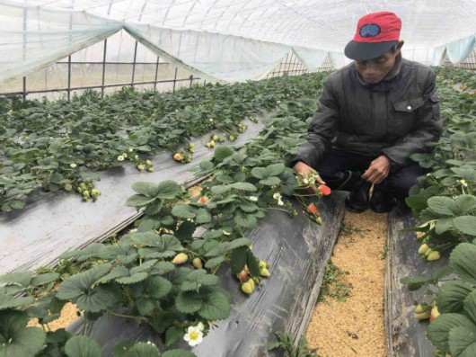 2019金山草莓节今开幕 草莓采摘地图发布[墙根网]