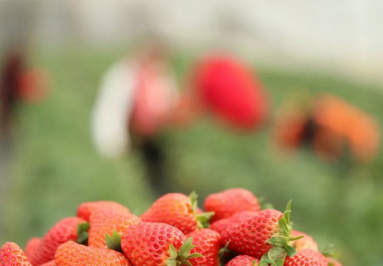 草莓采摘季，北京草莓熟啦