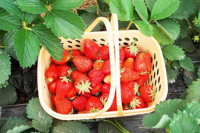 北京头茬草莓上市可供应至春节 采摘价格一斤60到100元不等[墙根网]
