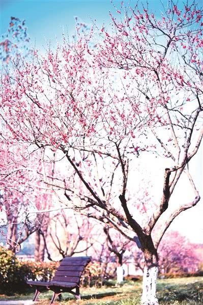 2019第十一届超山梅花节开幕[墙根网]