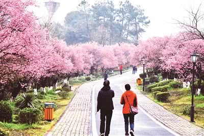 探梅路陈轶东_b.jpg 探梅路陈轶东_b.jpg