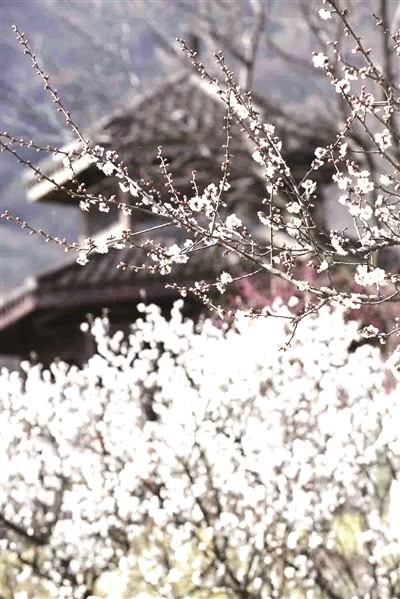 超山白梅似雪_b.jpg 超山白梅似雪_b.jpg