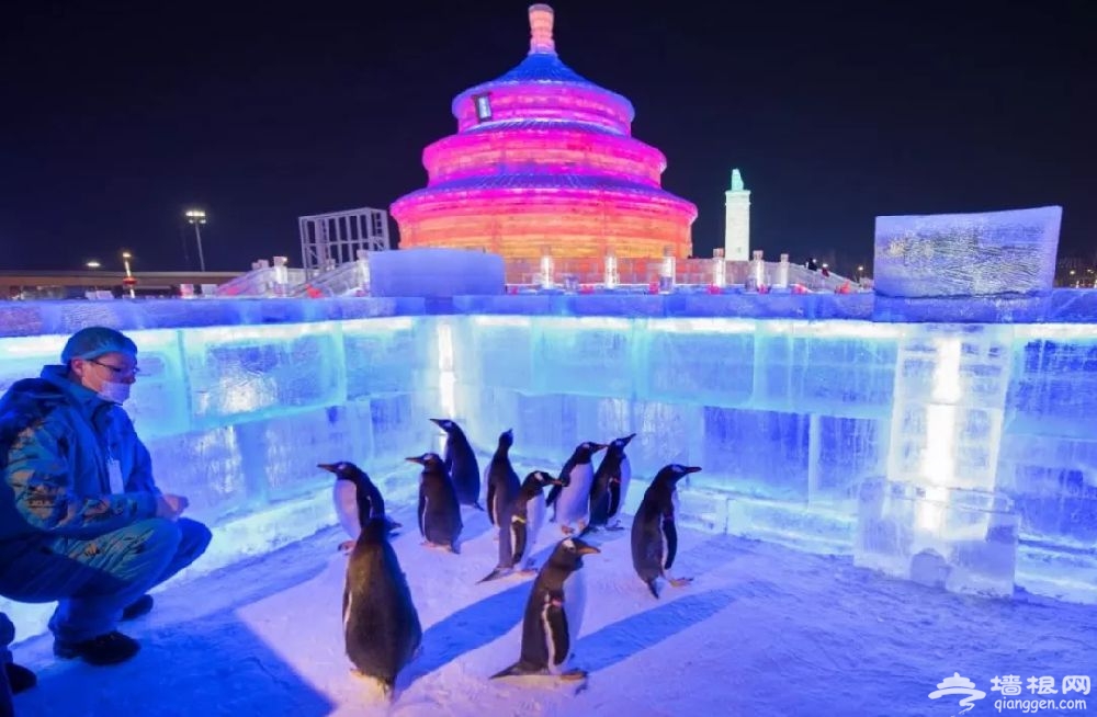 2019哈尔滨冰雪大世界企鹅活动时间