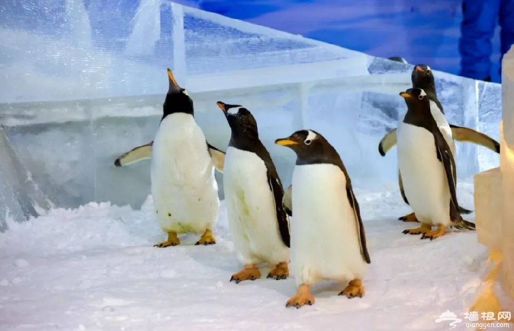 2019哈尔滨冰雪大世界企鹅活动时间