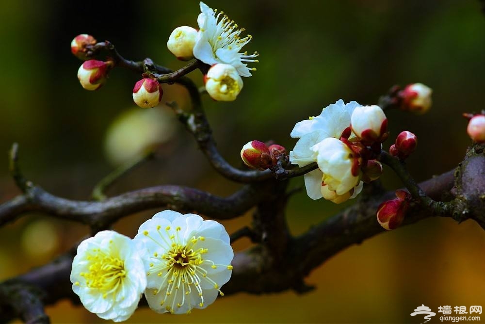 2019武汉东湖梅花节最佳花期时间一览表[墙根网]