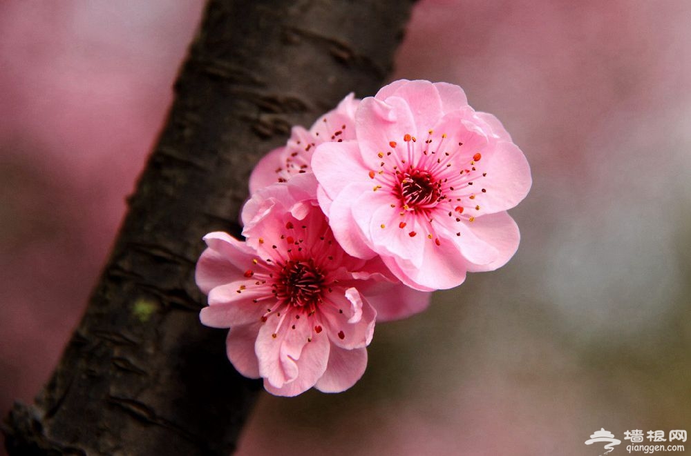 2019武汉东湖梅花节最佳花期时间一览表[墙根网]