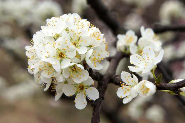 2019武汉东湖梅花节最佳花期时间一览表[墙根网]