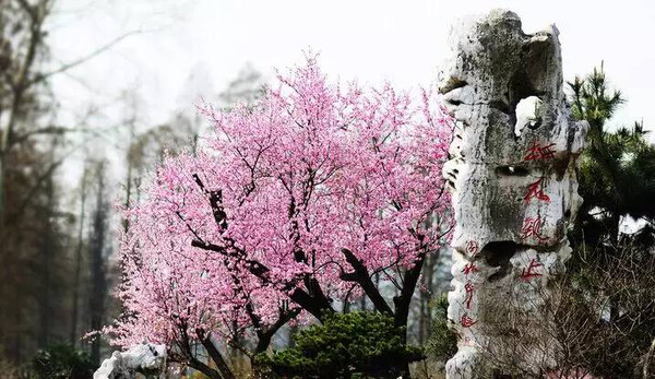 2019武汉东湖梅花节最佳花期时间一览表[墙根网]