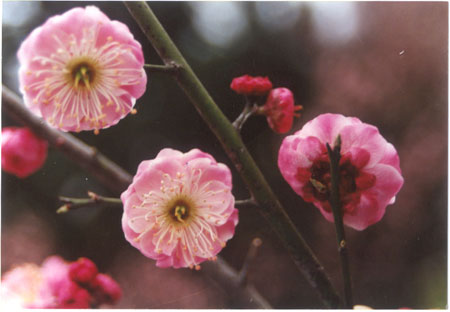 2019武汉东湖梅花节最佳花期时间一览表[墙根网]