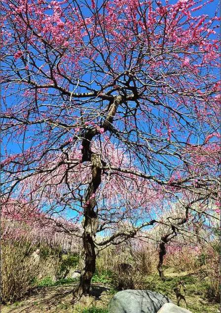 2019武汉东湖梅花节最佳花期时间一览表[墙根网]
