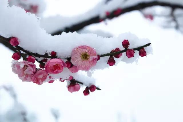 2019武汉东湖梅花节最佳花期时间一览表[墙根网]