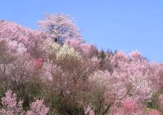 2019武汉东湖梅花节最佳花期时间一览表[墙根网]