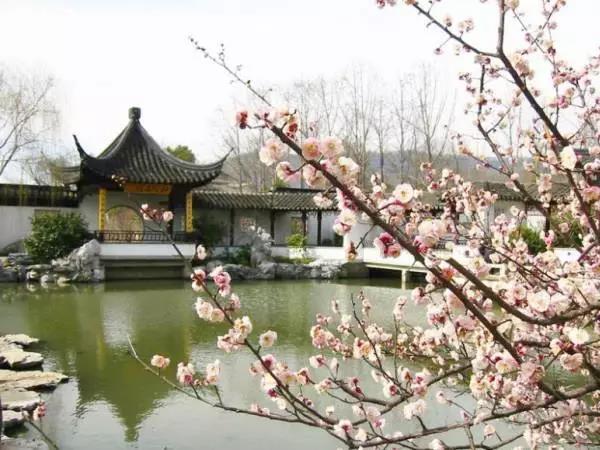 2019武汉东湖梅花节最佳花期时间一览表[墙根网]