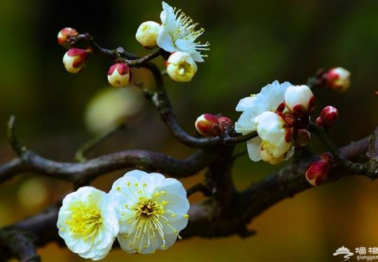 2019武汉东湖梅花节最佳花期时间一览表