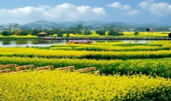 2019重庆赏花大典时间表，“花样重庆”每月不重样[墙根网]