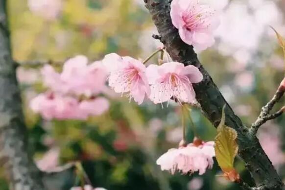 2019重庆赏花大典时间表，“花样重庆”每月不重样[墙根网]