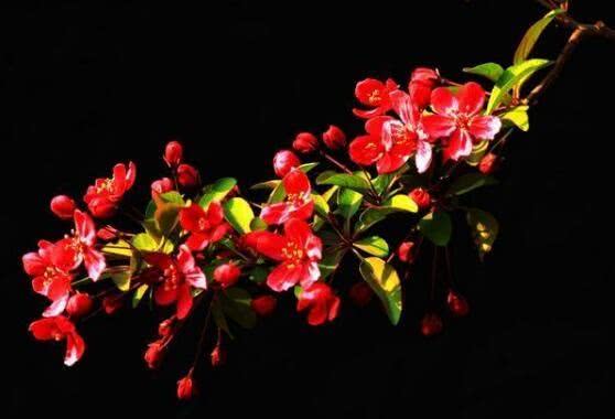2019重庆赏花大典时间表，“花样重庆”每月不重样[墙根网]