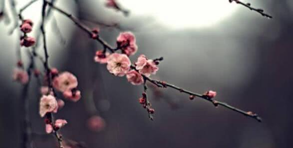 2019重庆赏花大典时间表，“花样重庆”每月不重样[墙根网]
