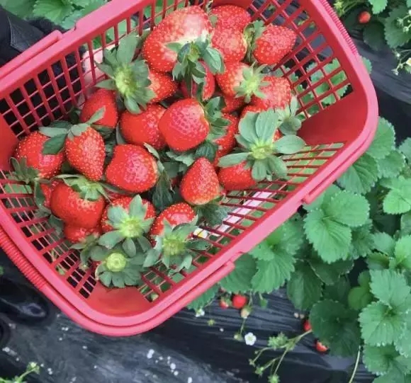 2018成都附近摘草莓的14个地方汇总