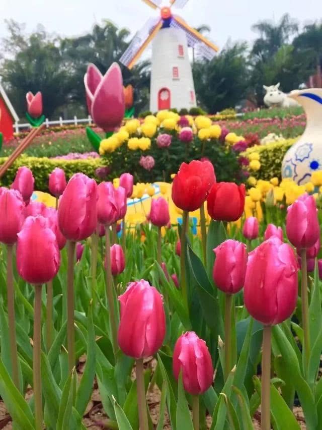 2019广州花市看花9大亮点[墙根网]