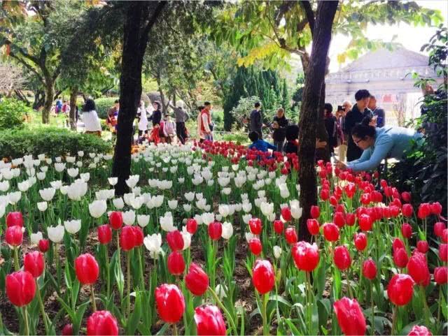 2019广州花市看花9大亮点[墙根网]