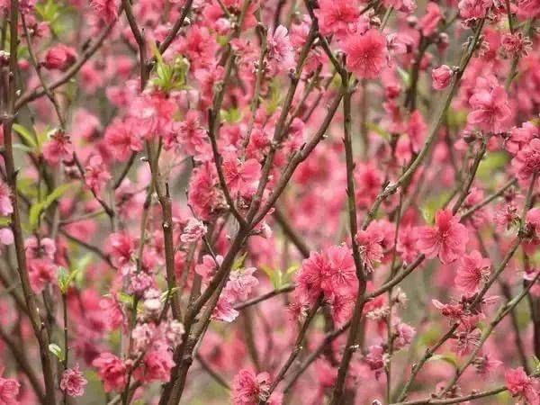 2019广州花市看花9大亮点[墙根网]
