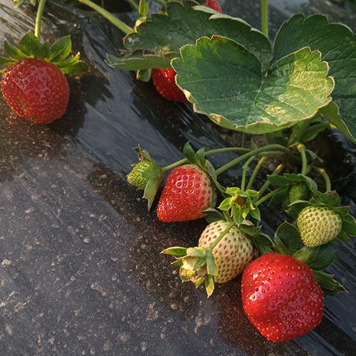 上海崇明草莓采摘园推荐[墙根网]