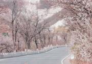 昌赤路、高芹路：北京春季最美赏花路