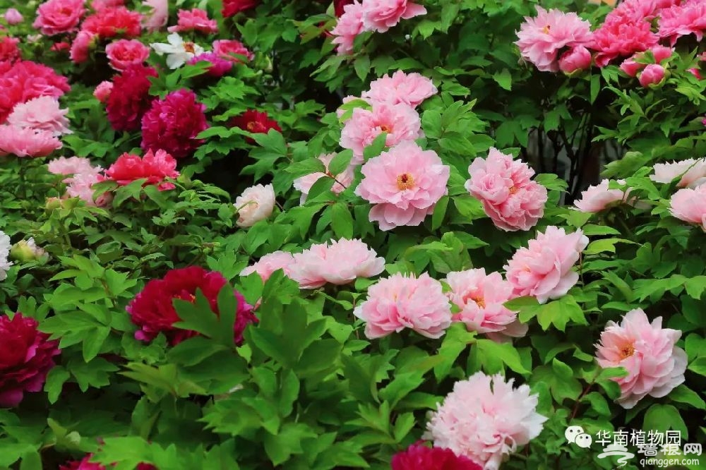 2019春节广州华南植物园第七届牡丹花展介绍、举办时间