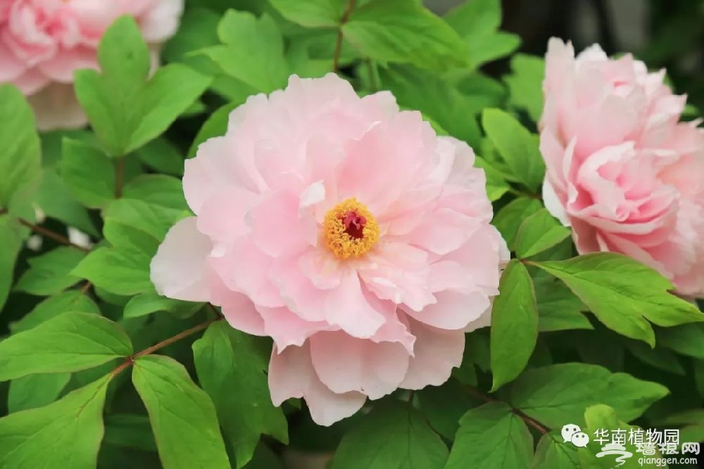 2019春节广州华南植物园第七届牡丹花展介绍、举办时间[墙根网]