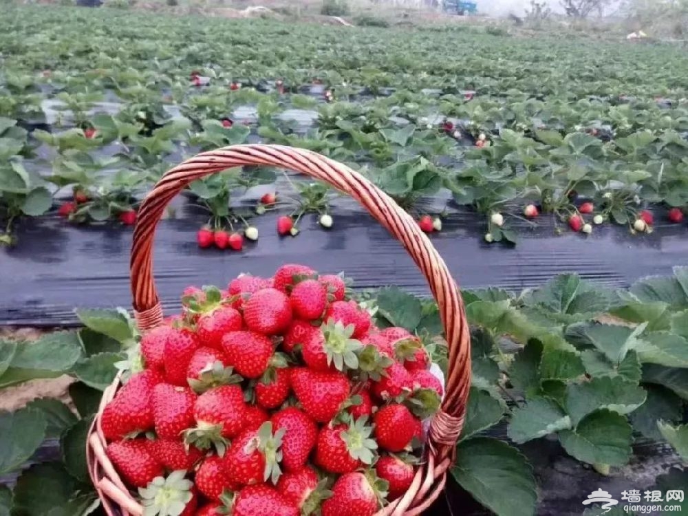 2019重庆巴南冬草莓采摘攻略（时间+地点+价格）[墙根网]