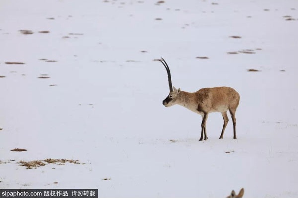 从紫禁城到布达拉宫的传奇之路！北京附近这条观景大道，一路美景无限[墙根网]