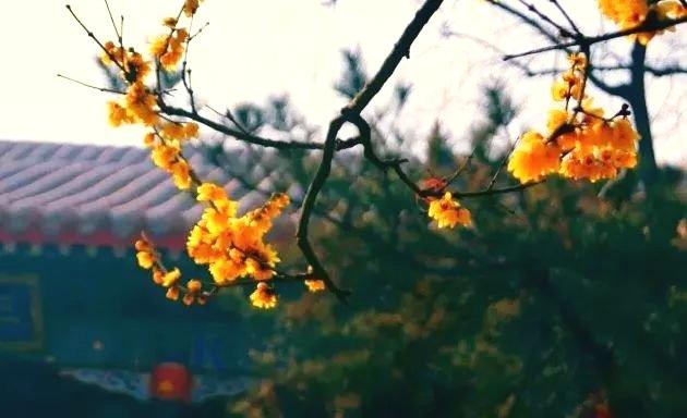 鹿泉十方院300多岁的腊梅惊世绽放！（内附河北赏梅地图）[墙根网]