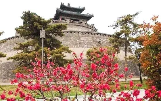 鹿泉十方院300多岁的腊梅惊世绽放！（内附河北赏梅地图）[墙根网]