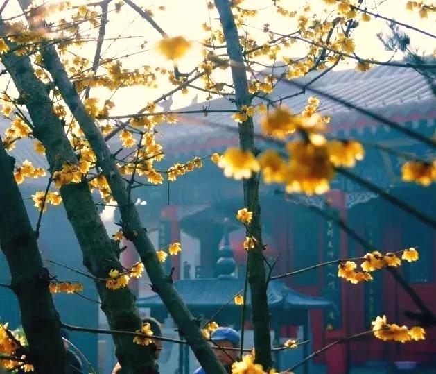 鹿泉十方院300多岁的腊梅惊世绽放！（内附河北赏梅地图）[墙根网]