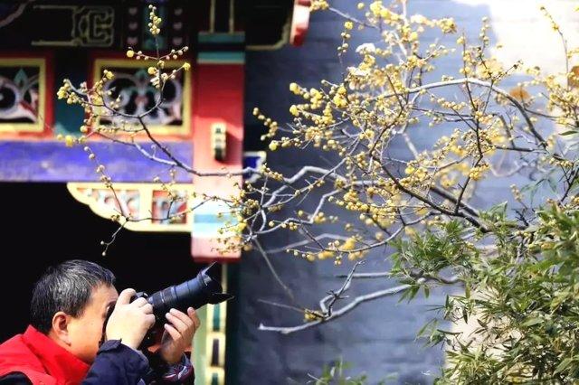 鹿泉十方院300多岁的腊梅惊世绽放！（内附河北赏梅地图）[墙根网]