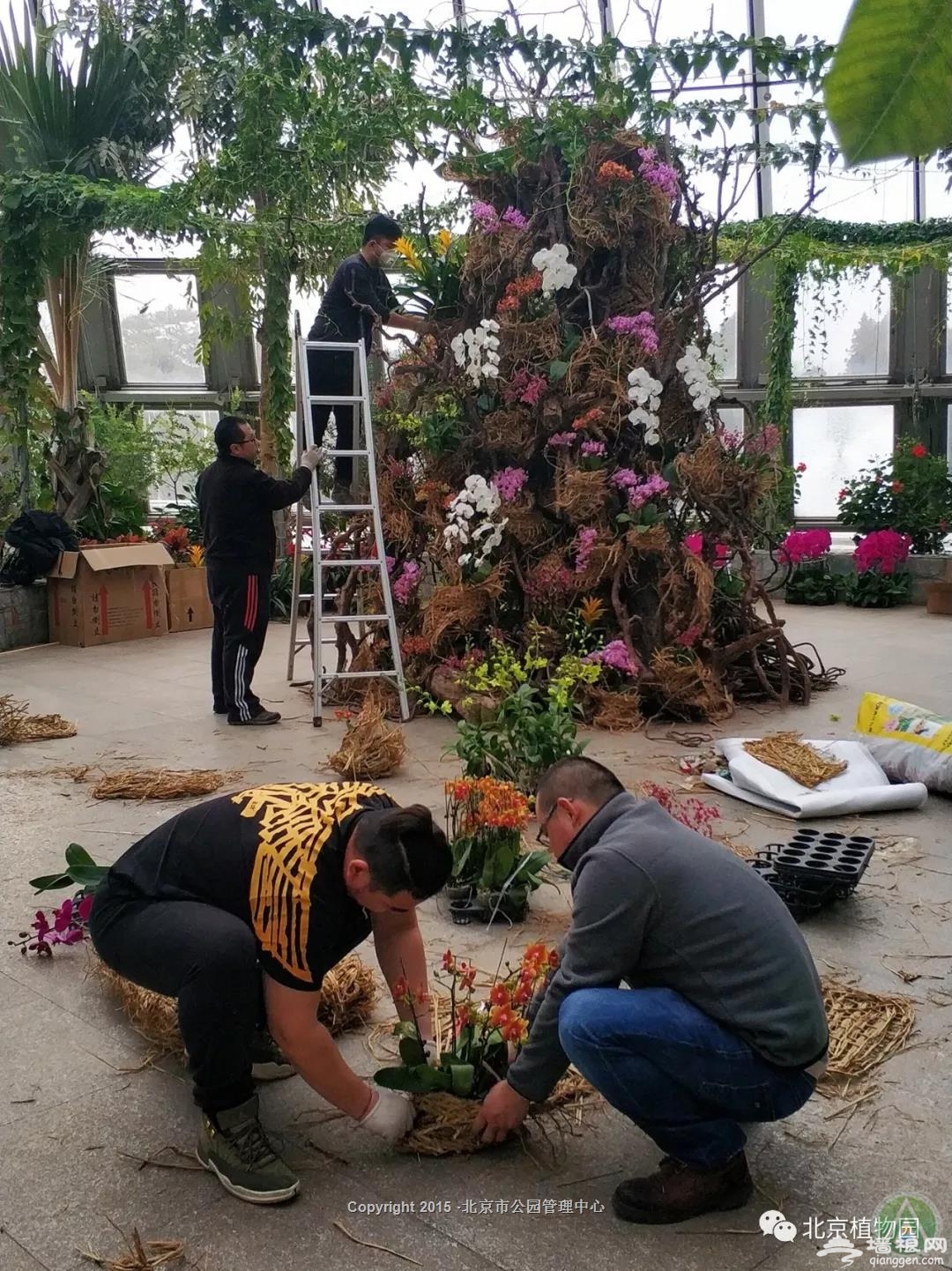 2019北京植物园举行“鲜花庙会” 兰花展将持续到正月十五[墙根网]