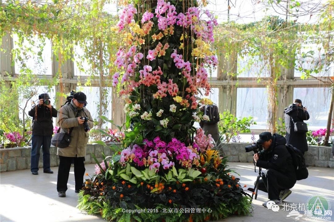 2019北京植物园举行“鲜花庙会” 兰花展将持续到正月十五[墙根网]