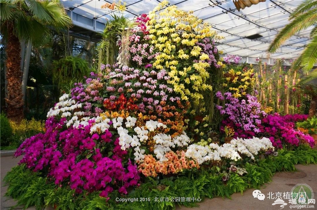 2019北京植物园举行“鲜花庙会” 兰花展将持续到正月十五[墙根网]