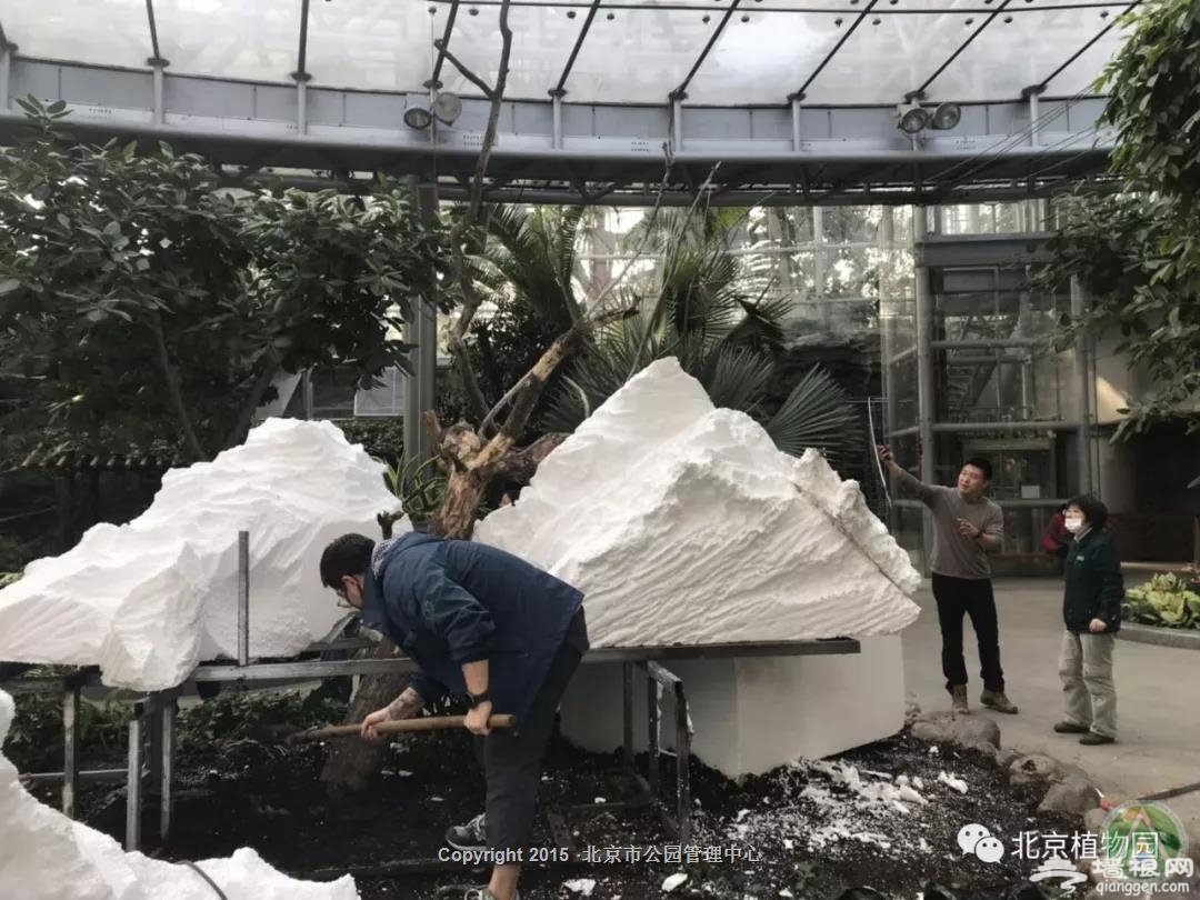 2019北京植物园举行“鲜花庙会” 兰花展将持续到正月十五[墙根网]