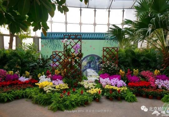 2019北京植物园举行“鲜花庙会” 兰花展将持续到正月十五