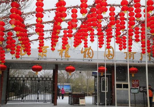 北京10万游客“踏雪迎春” 卧佛寺将进入蜡梅最佳观赏期