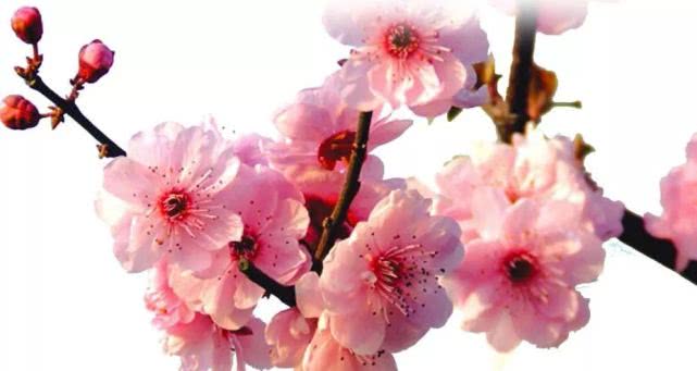 2019首届长城梅花节（时间+地点+门票+活动内容）[墙根网]