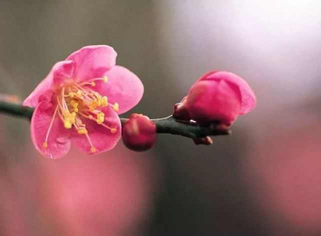 2019首届长城梅花节（时间+地点+门票+活动内容）[墙根网]