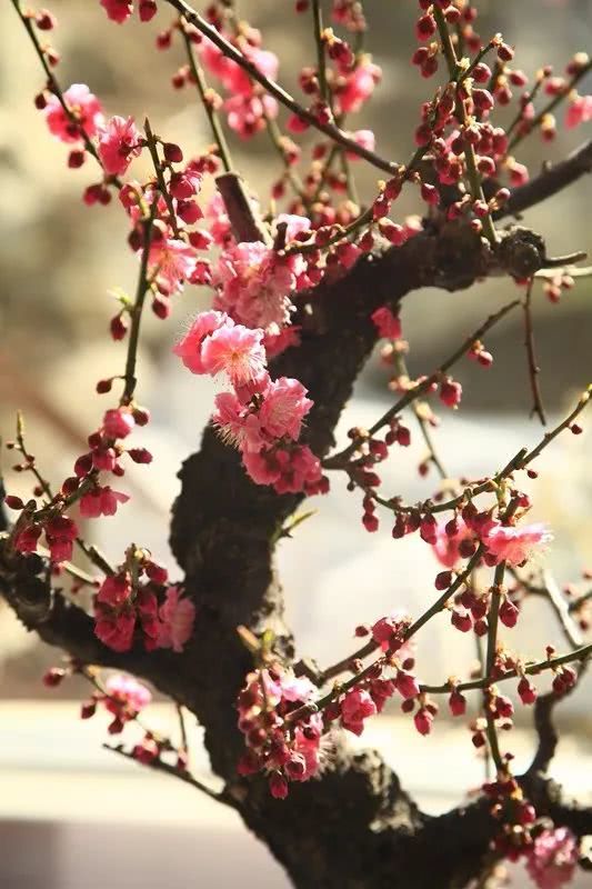 2019首届长城梅花节（时间+地点+门票+活动内容）[墙根网]