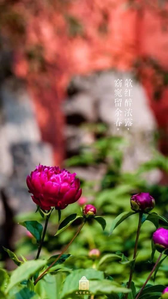 故宫，你怎么变成这样了？[墙根网]