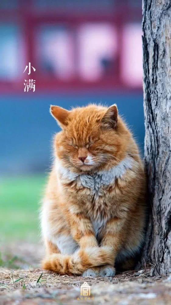 故宫，你怎么变成这样了？[墙根网]