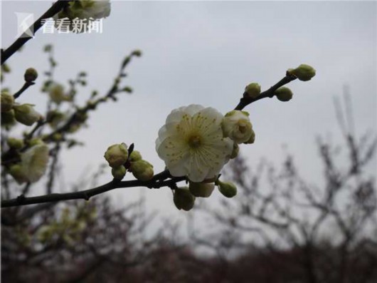 上海植物园发布最新赏花指南