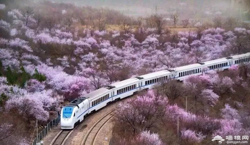 北京的樱花快要开了，我们在哪里见？[墙根网]